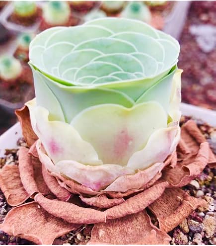 pink purple succulent Afterglow Echeveria