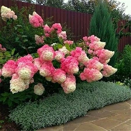 50 Vanilla Strawberry Hortensien Blumensamen Als Bonsai Pflanze Oder Baum Im Topf Oder Boden Hydrangea Macrophylla Fur Heim Garten Amazon De Garten