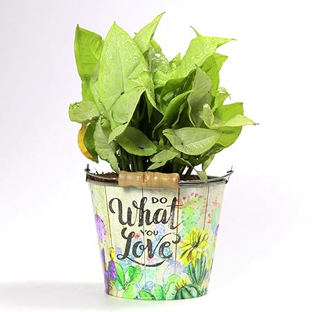 Paudhe Se Yaari Metal Do What You Love Window Planter Pot Bucket for Indoor Plants Succulents Cactus Flowers (Multicolor)