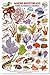fishcardscom Marine Invertebrates - Florida, The Bahamas & Caribbean ID Card