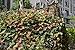 LOOGU Custom Woodland Camo Netting Camping Military Hunting Camouflage Net (150D Polyester, 5x6.5ft)