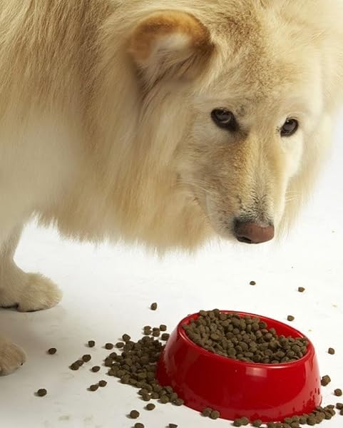 EVANGER’S SUPER GAMEBIRD RECIPE WITH COCONUT OIL DRY DOG FOOD – 4.4 LB BAG – HYPOALLERGENIC DUCK & TURKEY FORMULA – GRAIN-FREE, SUPPORTS DIGESTIVE & COAT HEALTH