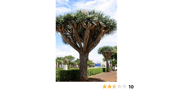 Amazon Com 8 Dragon Tree Seeds Dracaena Draco Dragon S Blood Patio Lawn Garden
