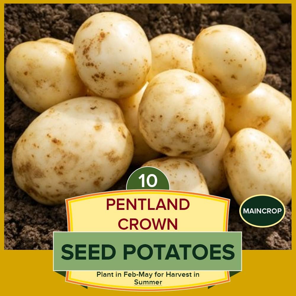 Seed Potatoes Pentland Crown- Heavy Cropper with Lovely floury Texture ...