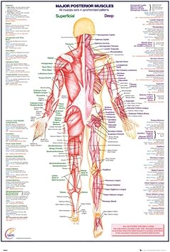 Human Body Major Posterior Muscles Reference Chart Cool Wall Decor Art