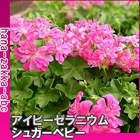 Amazon アイビーゼラニューム ゼラニウム シュガーベビー 3号苗 花苗 丈夫で可愛い 花