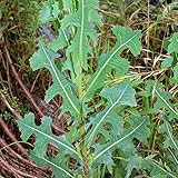 Prickly Wild Lettuce Seeds (Lactuca serriola) 25+ Rare Medicinal Herb Seeds