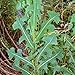 Prickly Wild Lettuce Seeds (Lactuca serriola) 25+ Rare Medicinal Herb Seeds