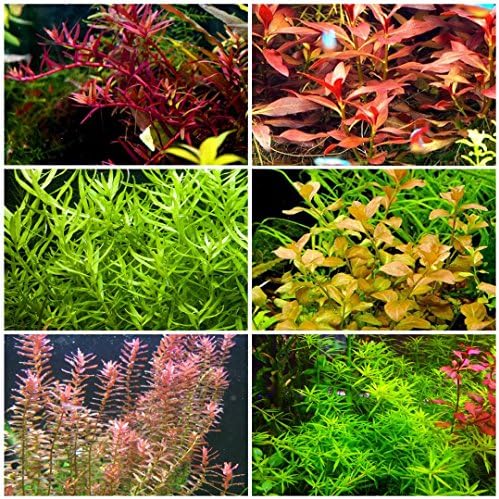 30 Stems/ 6 Species Live Aquarium Plants Package rotala!!! ludwigia!! More!!!