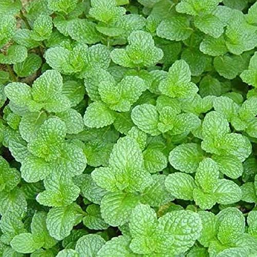 May Bob Mint Seeds Vanilla Seeds,Refreshing Mosquito Repellent Mint Seeds for Garden DIY Home Gardening Very Easy to Grow Pack 300 pcs