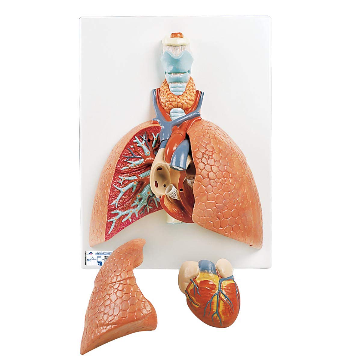 3B Scientific Lung Mode with Larynx 5 Part + free Anatomy App - 3B Smart Anatomy