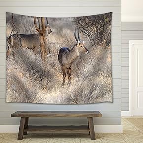 Waterbuck in The National Reserve of Africa, Kenya - Fabric Wall Tapestry Home Decor - 51x60 inches