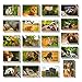 BEST PAPER GREETINGS 40 Pack Wild Animals Postcards Bulk 4x6 - Safari Animals - Blank Animals Post Cards for Mailing, 20 Assorted Photos