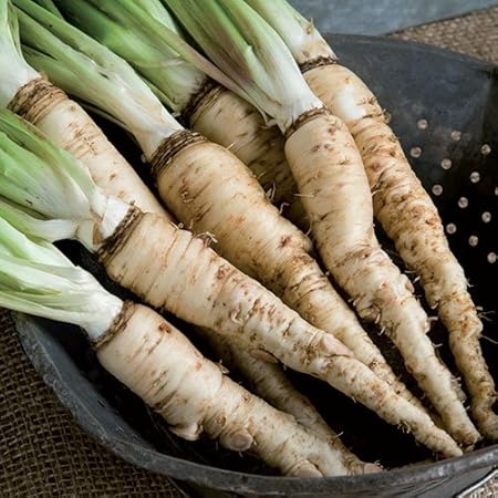 Amazon マンモスサルシファイ 西洋ゴボウ の種 50粒 野菜