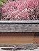 The Art of the Japanese Garden