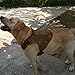 SHI RUI Water-Resistant Tactical Military K9 Dog Harness Vest Walking Hiking Hunting MOLLE Training Harness for Service Dog (L, Tan)