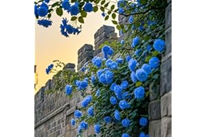 200+ Mixed Rose Seeds | Perennial Flower Seeds for Planting | Rainbow Collection (Pink, Red, White, Yellow) | DIY Garden, Hom