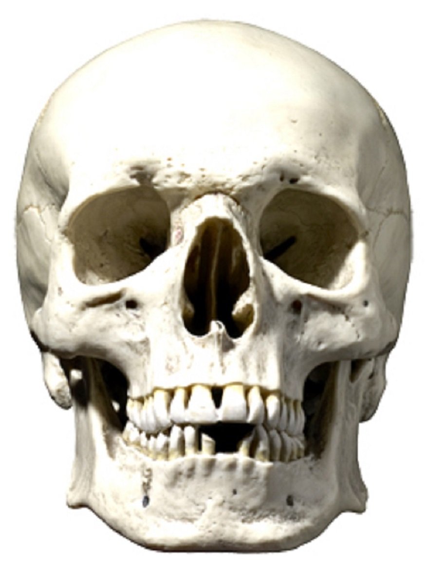 Star Cutouts SM91 Skull Face Cardboard Mask – Halloween Costume Fancy Dress, Party Favour & Spooky Dress Up Prop