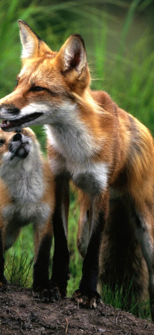 PeelitStickit Two Fox, Animal Wall Murals ID-041, vinyl