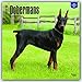 Dobermans 2017 Calendar