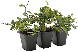 CITRONELLAKING 3 Creeping Fig, Live Plants – Ficus Repens – Fast-Growing & Versatile Climbing Vine in 2.5” Nursery Cubes – Perfect for Living Walls, Topiaries, Ground Cover & Indoor/Outdoor Decor