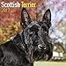 Scottish Terrier Calendar 2017 - Dog Breed Calendars - 2016 - 2017 wall calendars - 16 Month by Avonside