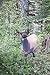 Montana Decoy Eichler Elk