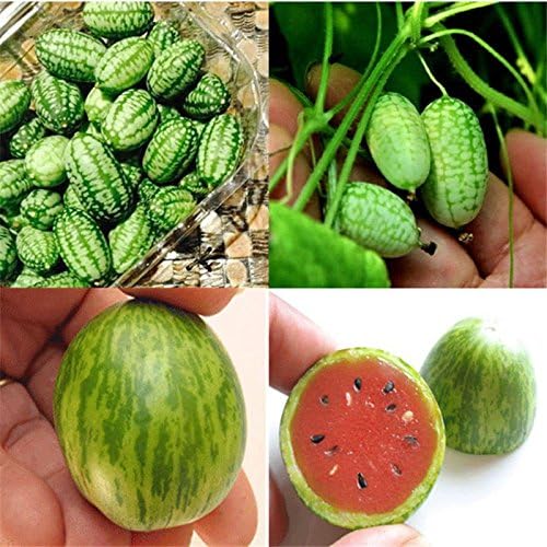 10pc Cucamelon Mini Watermelon Red Miniature Seeds Fruit Plant Home Garden Decor