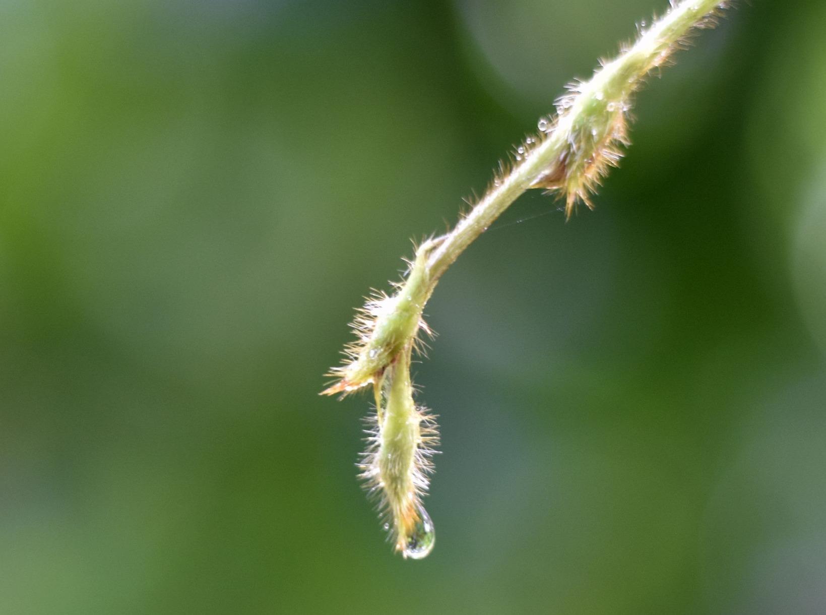 Best "Budget" Prime Lens You'll Find - Absolute Steal for the Price