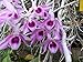 Dendrobium Little Sweet Scent x Den. anosmum 'Stripe' New Hybrid- Fragrant Nice Orchid Plant