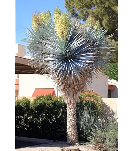Amazon.com : BEAKED YUCCA, yuca rostrata Big Bend agave garden