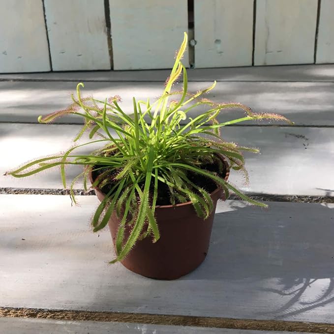Fly Trap Carnivorous Indoor Plant Cape Sundew Fly Catcher