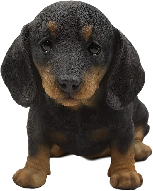 adorable dachshund puppies