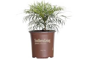 SOUTHERN LIVING PLANT COLLECTION Soft Caress Mahonia, 2 Gallon Shrub - Feathery Evergreen Foliage