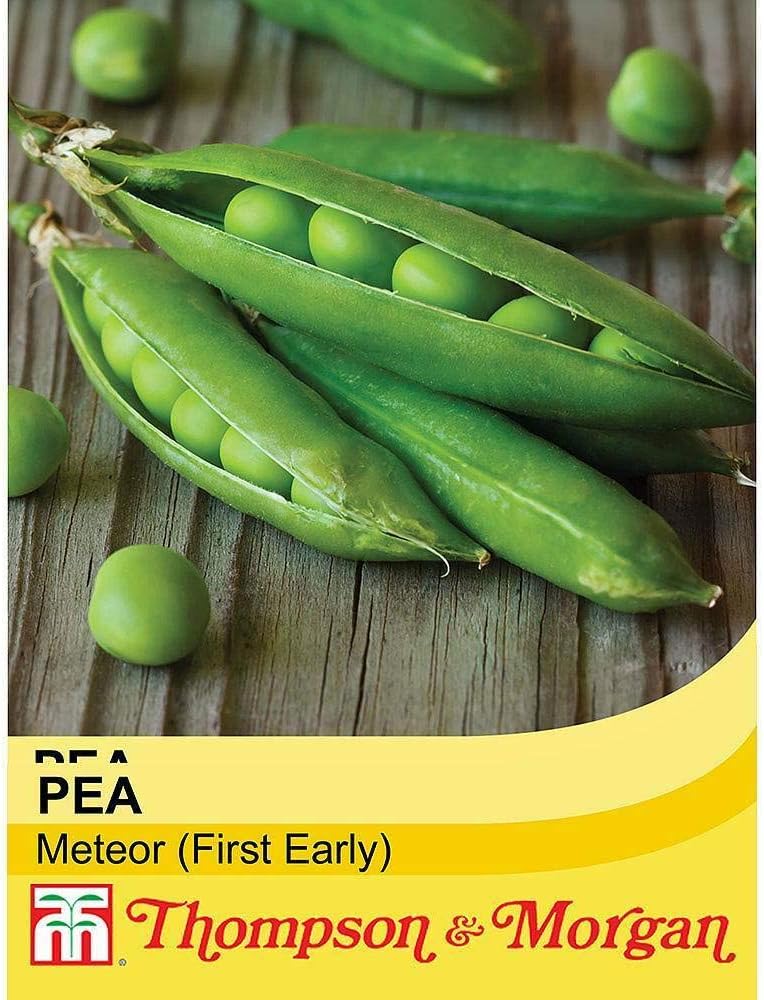 Pea 'Meteor' Seeds Hardy Annual Vegetable Garden Plants Easy to Grow First Early 1 Packet of 250 Seeds by Thompson and Morgan - Image 3