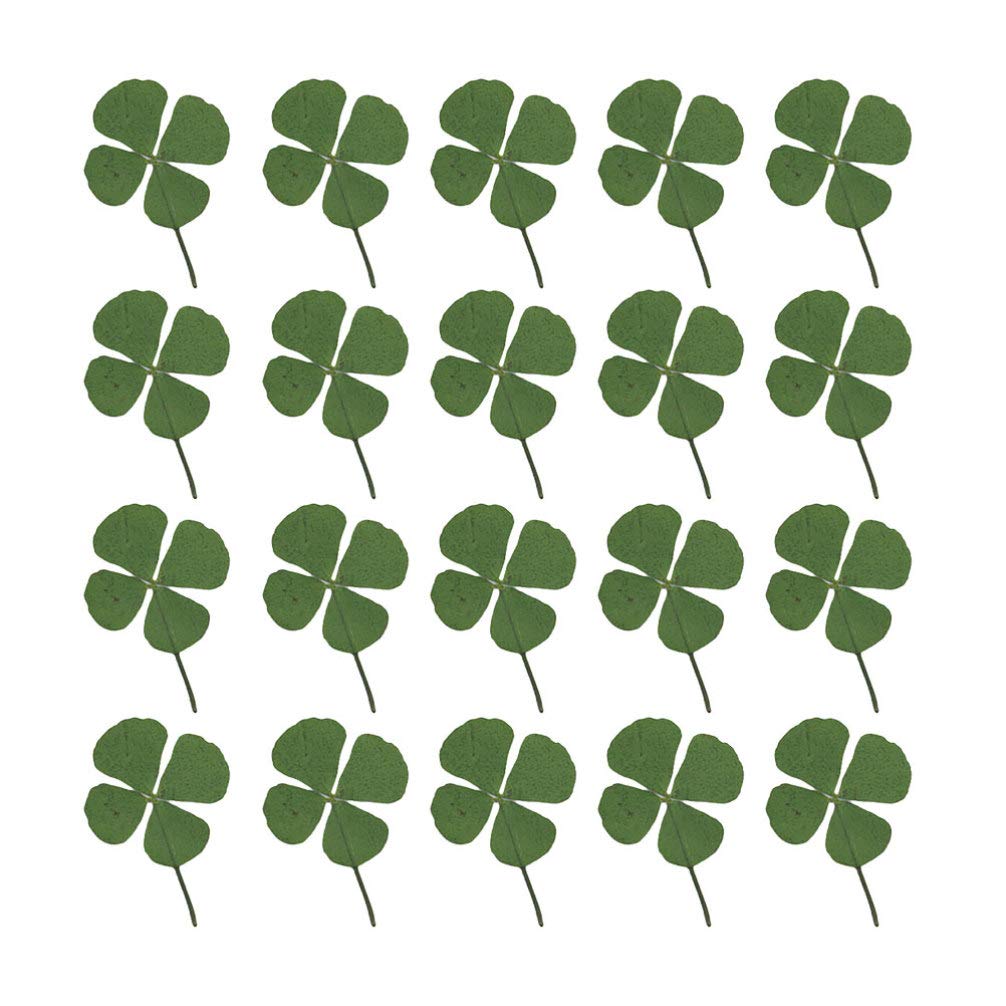 Artibetter 24pcs Natural Pressed Dried Flowers Four-Leaf Clover Leaf Plant for DIY Resin Jewelry Making Art Craft