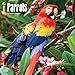 Parrots 2018 12 x 12 Inch Monthly Square Wall Calendar, Domestic Wildlife Animals Bird Tropical Rainforest
