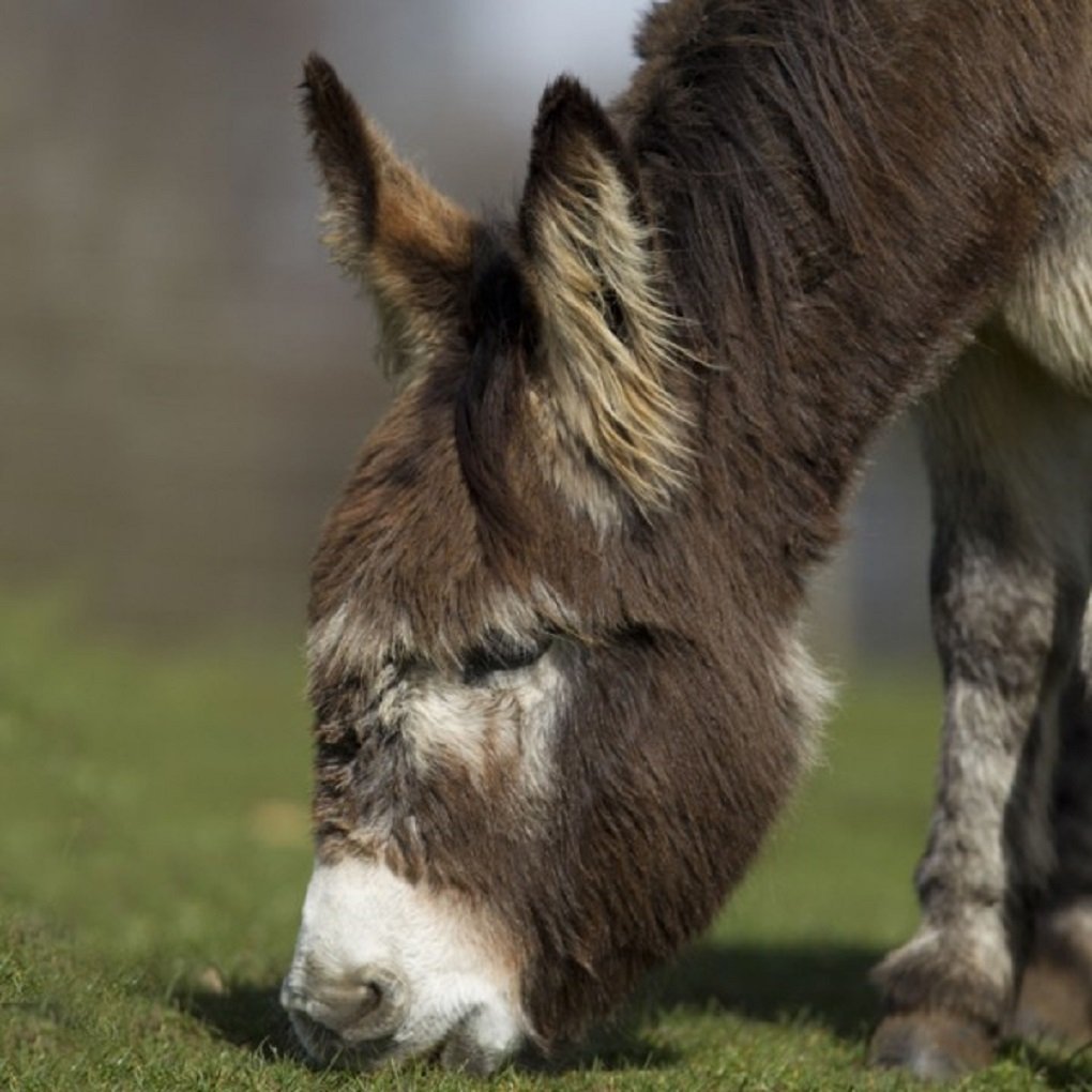 Grazing Donkey Sound Greeting Card Any Occasion Call Of The Wild Cards RWSN055