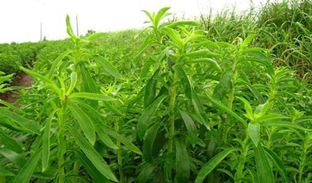 100pcs Semillas de Stevia, Semiilas Flores Flor Seeds Planta ...