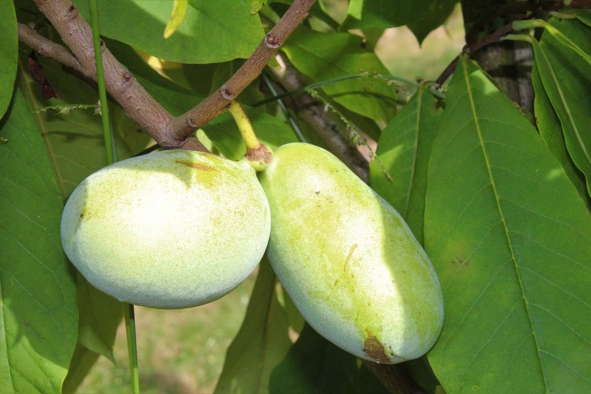 Pawpaw Sunflower - 2 Years Old grafted Tree in a 10 L Pot