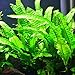 Java Fern Microsorum Pteropus Potted Freshwater Easy Tropical Live Aquarium Plant Decorations 3 Days Guarantee by Mainam