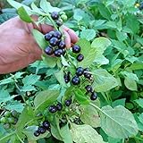 Garden Huckleberry Seeds (Solanum nigrum) 50+ Organic Heirloom Seeds in FROZEN SEED CAPSULES for the Gardener & Rare Seeds Collector - Plant Seeds Now or Save Seeds for Years