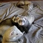 wysong ferret epigen 90 digestive support