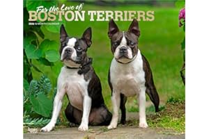 For the Love of Boston Terriers | 2026 14 x 24 Inch (Hanging) Monthly Deluxe Wall Calendar | Foil Stamped Cover | Plastic-Fre