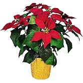 365 Blooming Decor 15" Potted Artificial Red Poinsettia Flower in Golden Foil - Luxury Handmade 7 Flower Head Pre-Assembled Red Christmas Flowers for Christmas Decor Front Doors Hallways