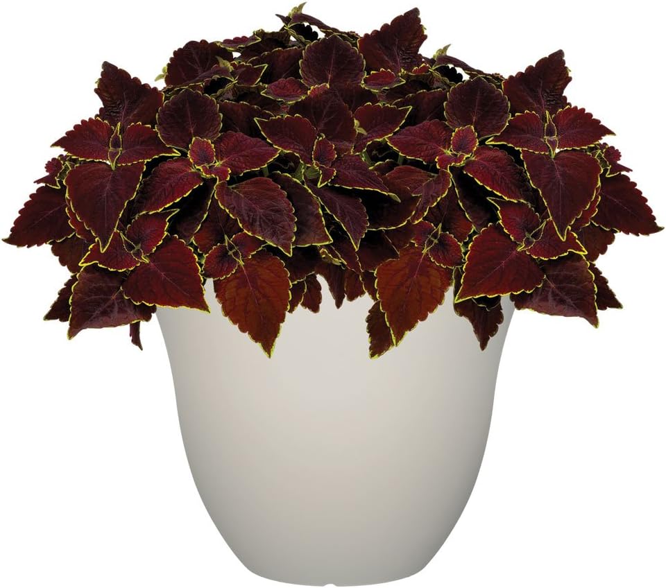 Honeysuckle Planter, Patio Pot, 15" Vanilla : Garden & Outdoor