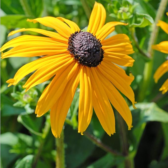 BlackEyed Susan Rudbeckia Goldsturm, Coneflower Hardy Perennial Bright