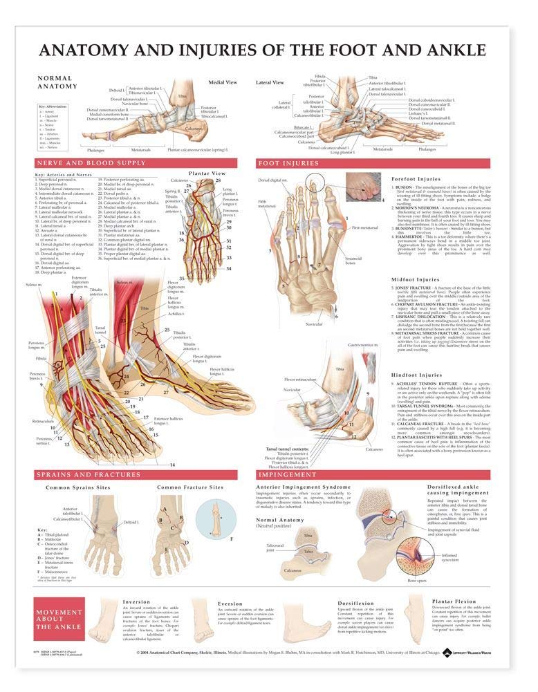 Anatomy And Injuries Of The Foot And Ankle: (laminated)
