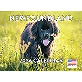 Newfoundland Calendar 2026 Newfie Monthly Wall Calender 12 Month | American Made In The USA