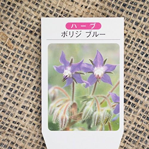Amazon ハーブ 苗 ボリジ パープル 3号ポット苗 植木